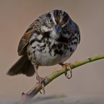Sparrow6.jpg
