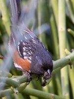 Towhee.jpg