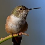 Hummer56.jpg