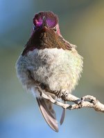 Hummer5.jpg