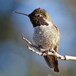 Hummer6.jpg