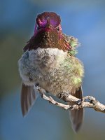Hummer8.jpg