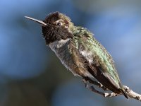 Hummer10.jpg