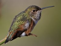 Hummer16.jpg