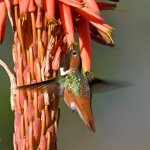 Hummer17.jpg