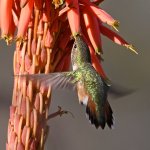 Hummer18.jpg