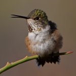 Hummer21.jpg