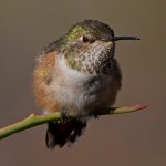 Hummer22.jpg