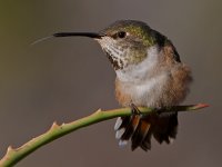 Hummer27.jpg