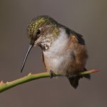 Hummer29.jpg