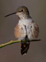 Hummer33.jpg