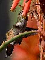 Hummer41.jpg
