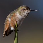 Hummer49.jpg