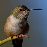 Hummer54.jpg