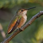 Hummer.jpg