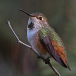 Hummer3.jpg