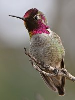 Hummer5.jpg