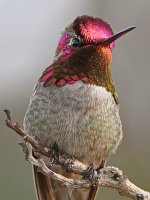 Hummer7.jpg