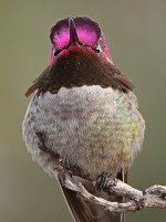 Hummer13.jpg