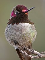 Hummer14.jpg