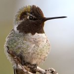 Hummer17.jpg