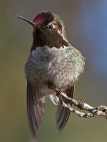 Hummer27.jpg