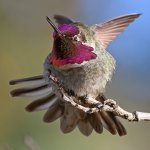 Hummer22.jpg