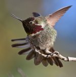 Hummer23.jpg