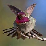 Hummer24.jpg