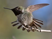 Hummer25.jpg