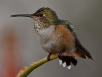 Hummer30.jpg