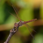 DragonFly3.jpg