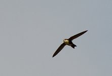 _ROY8605_00001.jpg