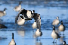 GooseInFlight-310.jpg