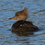 Merganser2.jpg