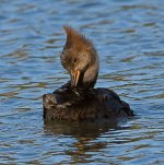 Merganser3.jpg