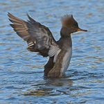 Merganser4.jpg