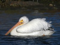 Pelican.jpg