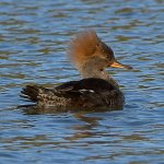 Merganser6.jpg