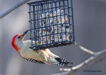 woodpecker 500_2635.jpg