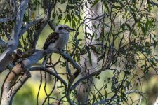 Australian Kookaburra 1a.jpg