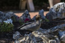 Duck Or Pidgin.jpg