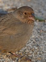 Towhee2.jpg