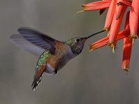 Hummer25.jpg