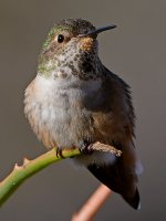Hummer47.jpg