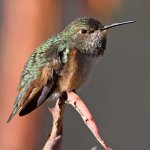 Hummer52.jpg
