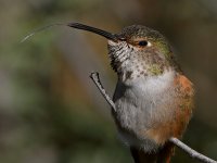 Hummer63.jpg