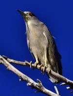 _ROY8786_00001.jpg