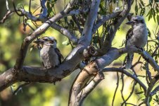 Two Kookaburra's 1a.jpg