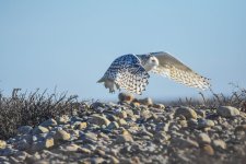 DSC_0872.jpg